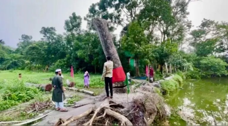 অবশেষে হেলে পড়া সেই গাছ কীভাবে সোজা হলো, জানা গেল আসল ঘটনা