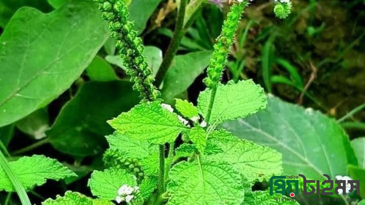 যৌন শক্তির ভান্ডার হাতিসুর গাছ জেনে নিন ব্যবহারের নিয়ম