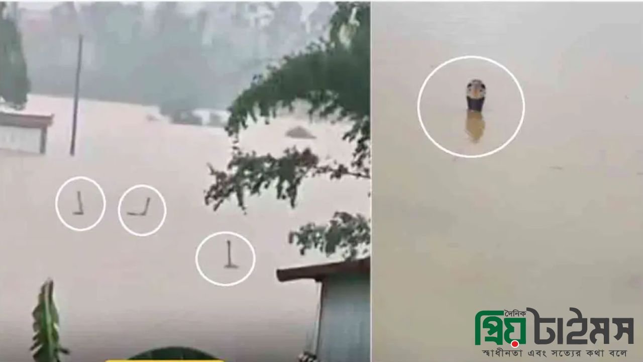 বন্যায় খামার থেকে পালাল ৯০০ সাপ, বেড়াচ্ছে ভেসে