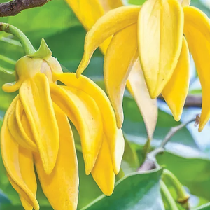 মোঃ মেহেদী হাসান তালুকদার 